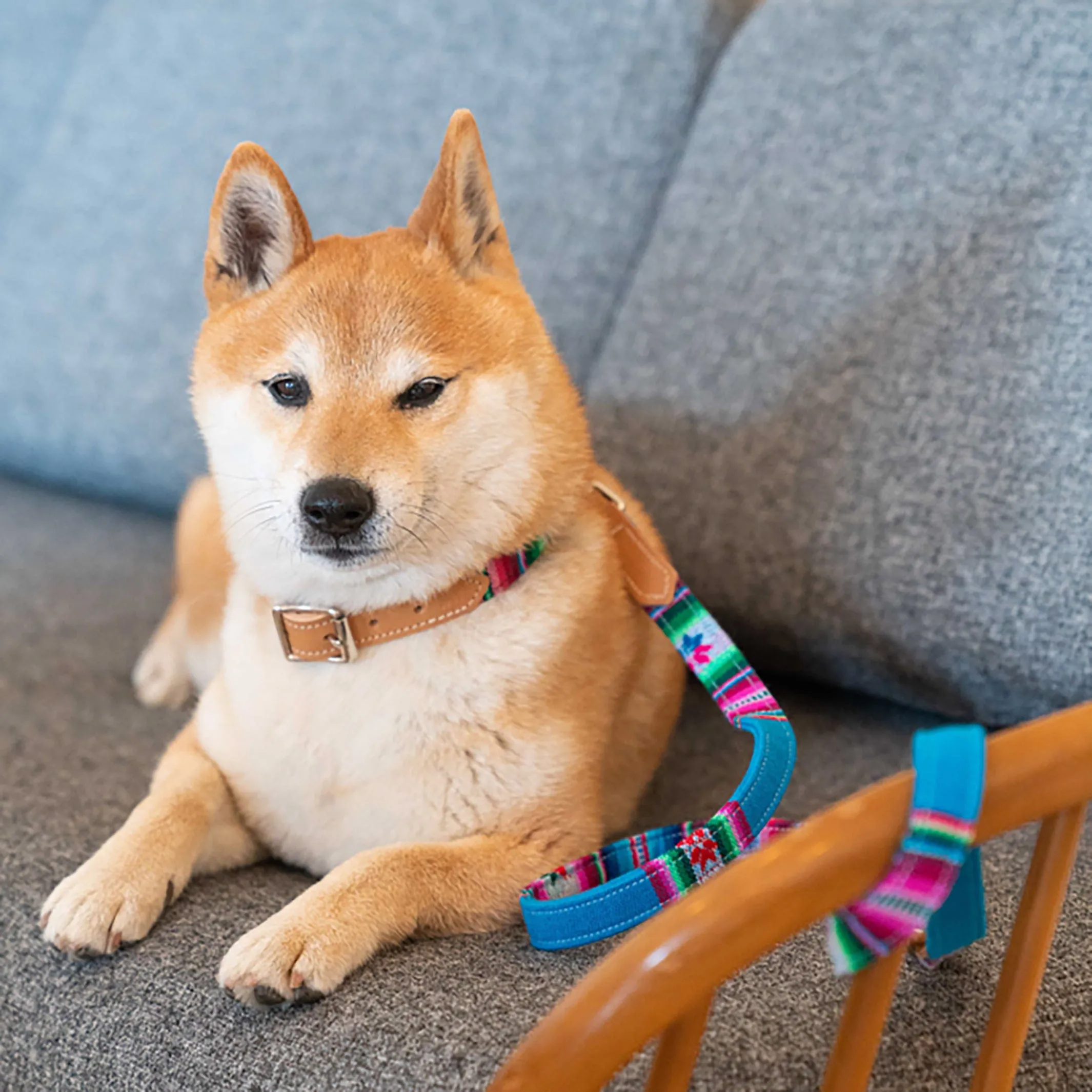 Handmade Hiro   Wolf Inca Blue Dog Collar in Leather and Fabric